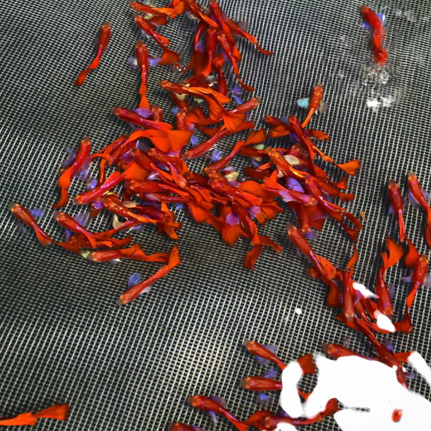 (LTG-057) Albino Full Red Big Ear Thai Fancy Guppy