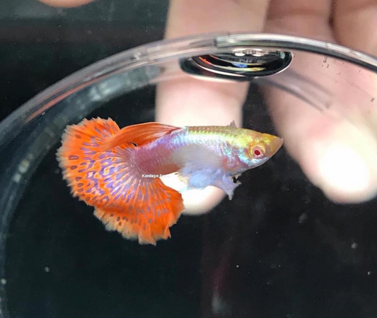(LTG-062) Albino Dumbo Ear Mosaic Thai Fancy Guppy