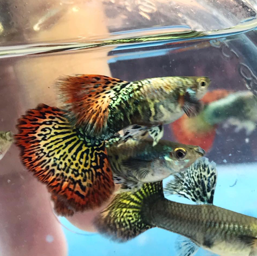 (LTG-015) Red Dragon High Dorsal Thai Fancy Guppy