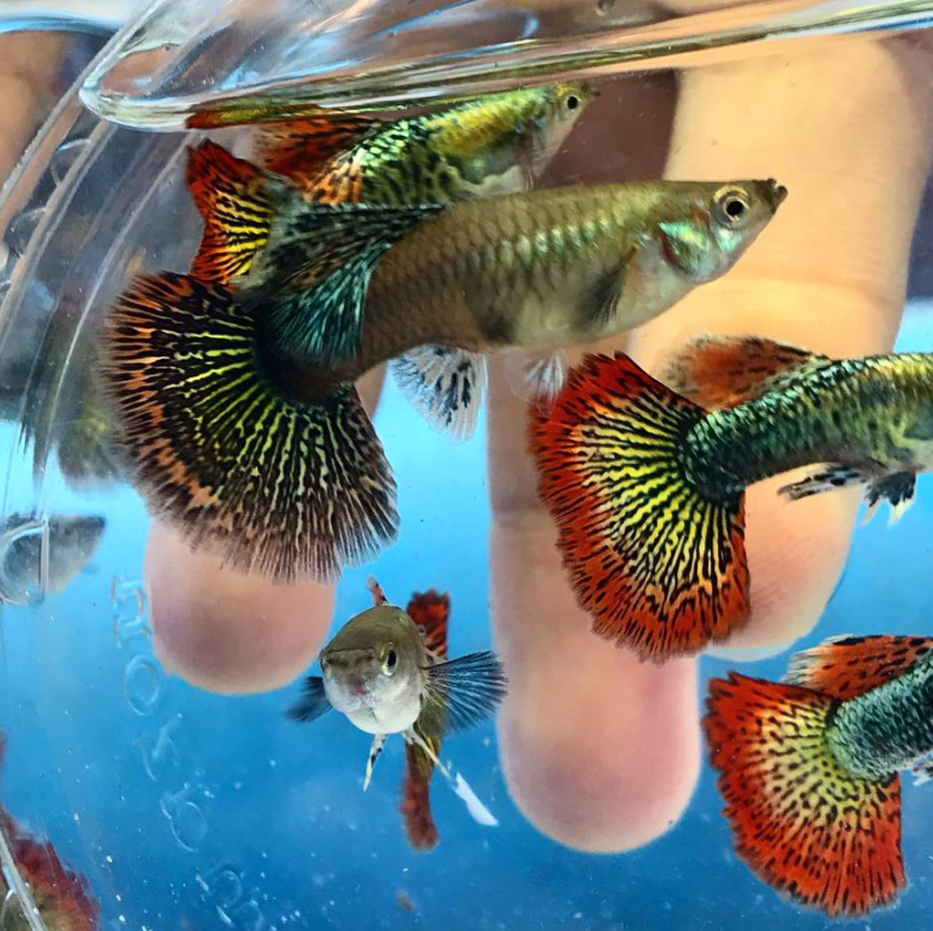 (LTG-015) Red Dragon High Dorsal Thai Fancy Guppy
