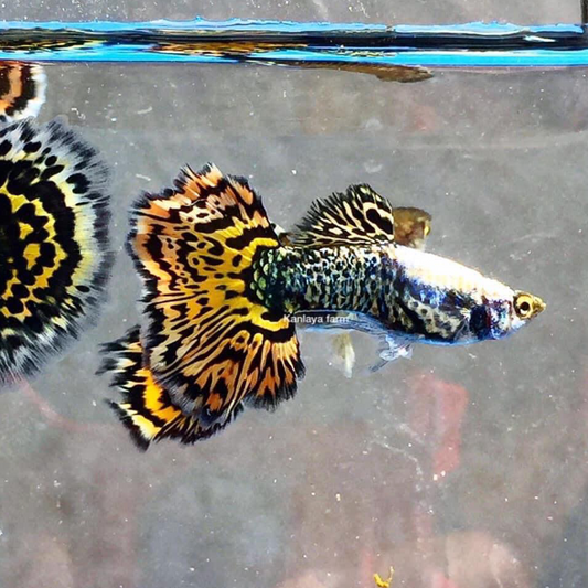 (LTG-016) Yellow Tiger Halfmoon Mosaic Thai Fancy Guppy