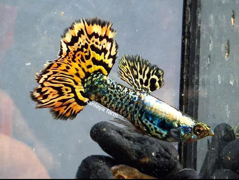 (LTG-016) Yellow Tiger Halfmoon Mosaic Thai Fancy Guppy
