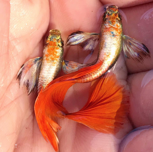 (LTG-018) Santa Big Ear Thai Fancy Guppy