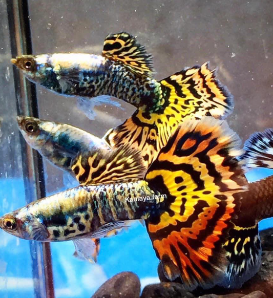 (LTG-016) Yellow Tiger Halfmoon Mosaic Thai Fancy Guppy