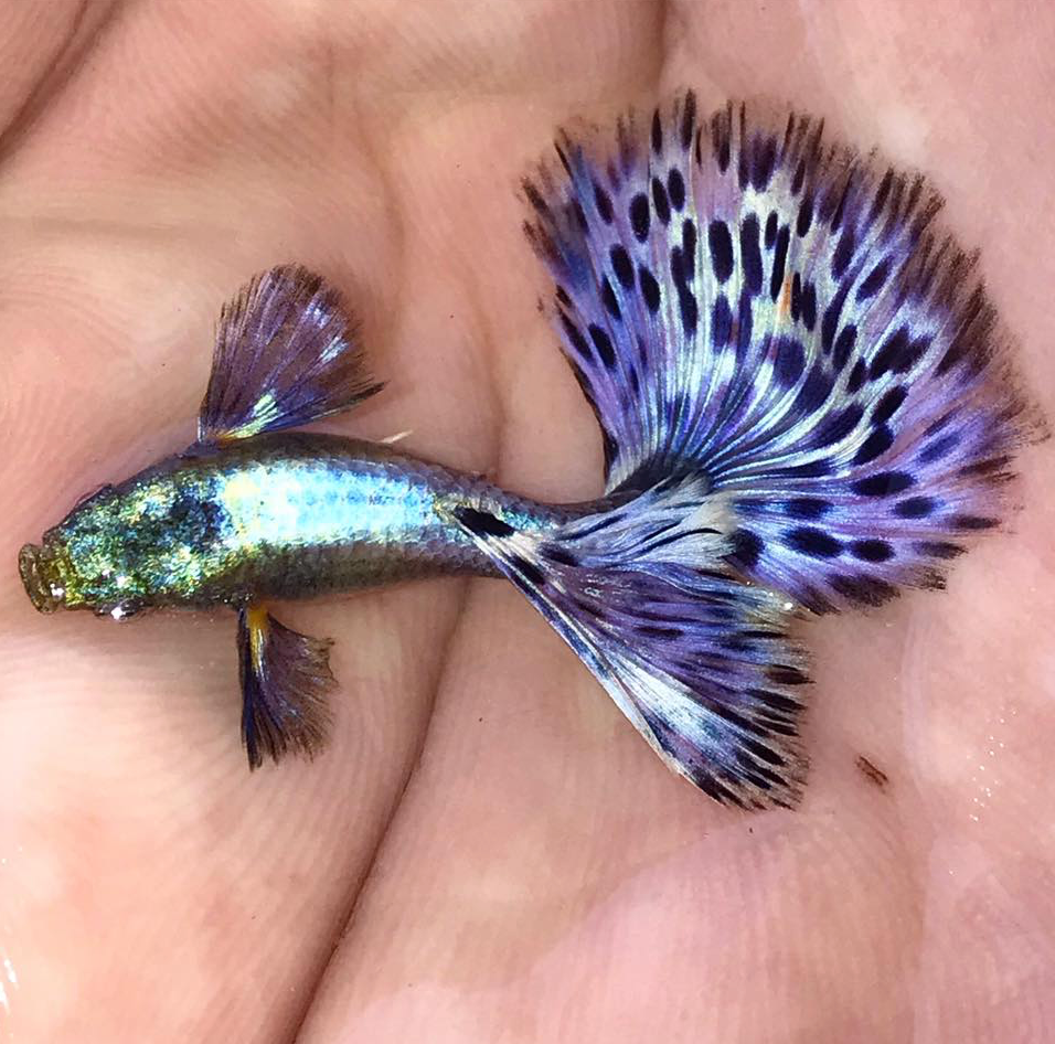 (LTG-010) Big Ear Lavander Mosaic Thai Fancy Guppy