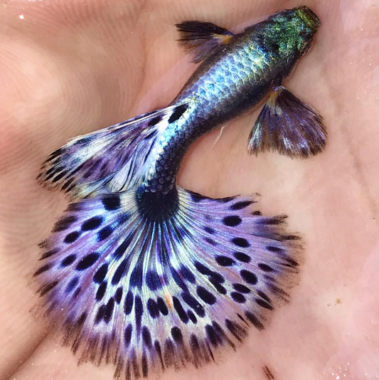 (LTG-010) Big Ear Lavander Mosaic Thai Fancy Guppy