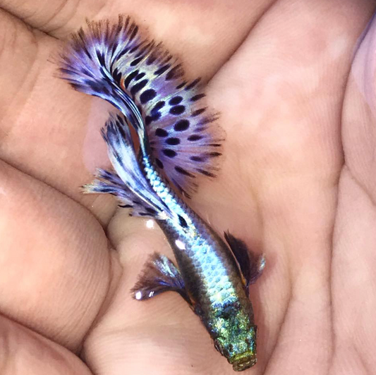 (LTG-010) Big Ear Lavander Mosaic Thai Fancy Guppy