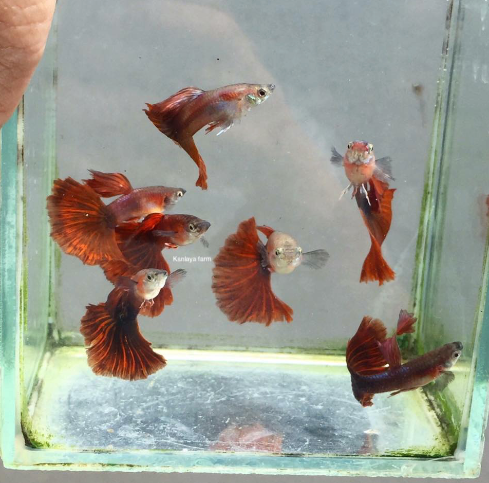 (LGT-066) Red Rose Thai Fancy Guppy