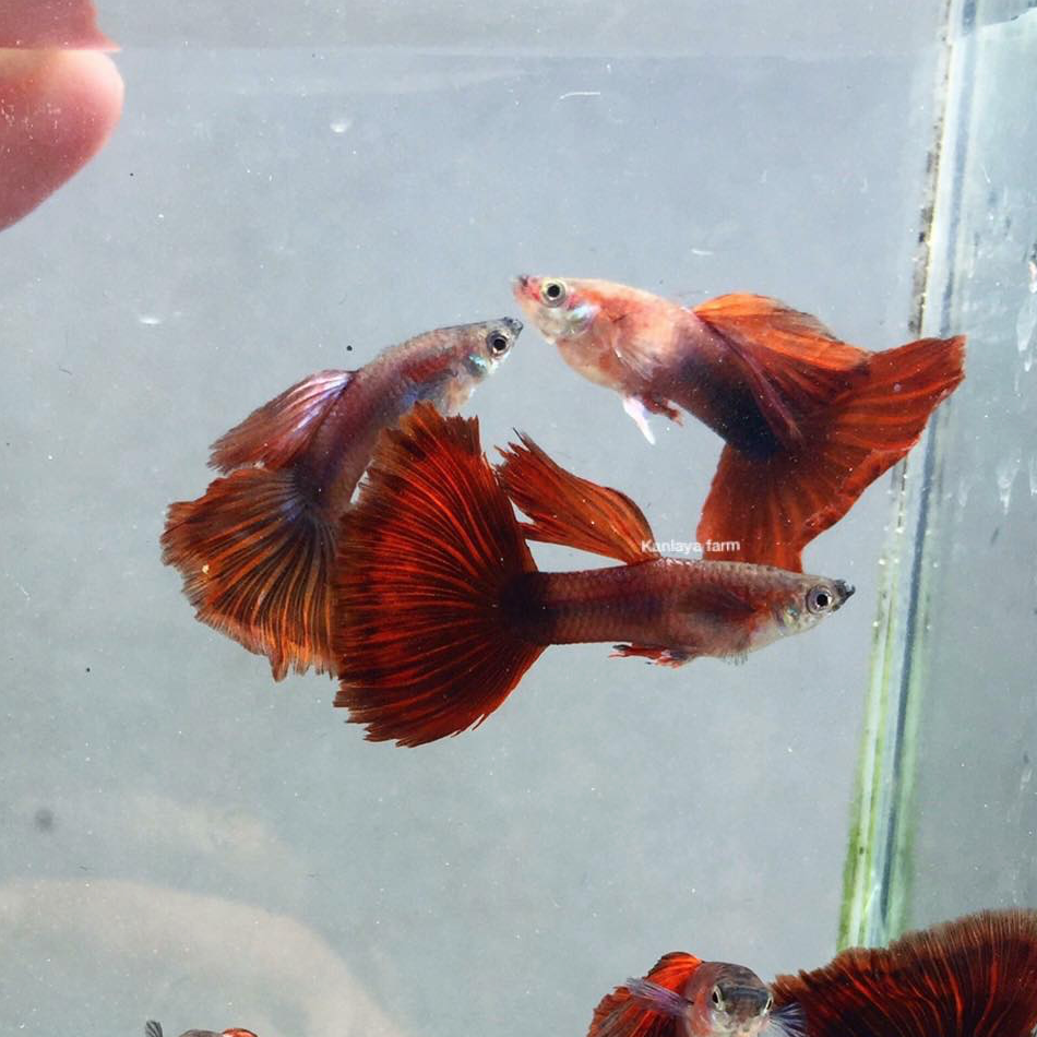 (LGT-066) Red Rose Thai Fancy Guppy