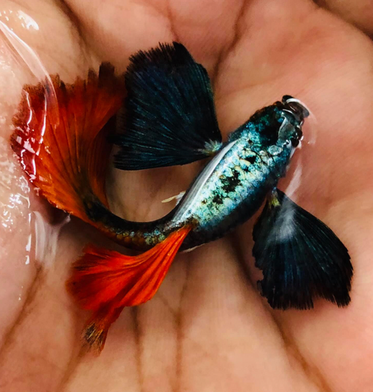 (LTG-013) Dumbo Ear Red Tail Thai Fancy Guppy