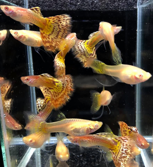 (LTG-022) Albino King Cobra Thai Fancy Guppy