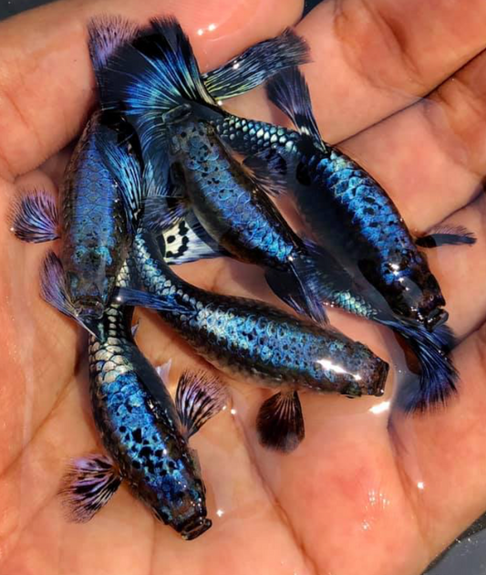 (LTG-008) Blue/Green Dragon Thai Fancy Guppy