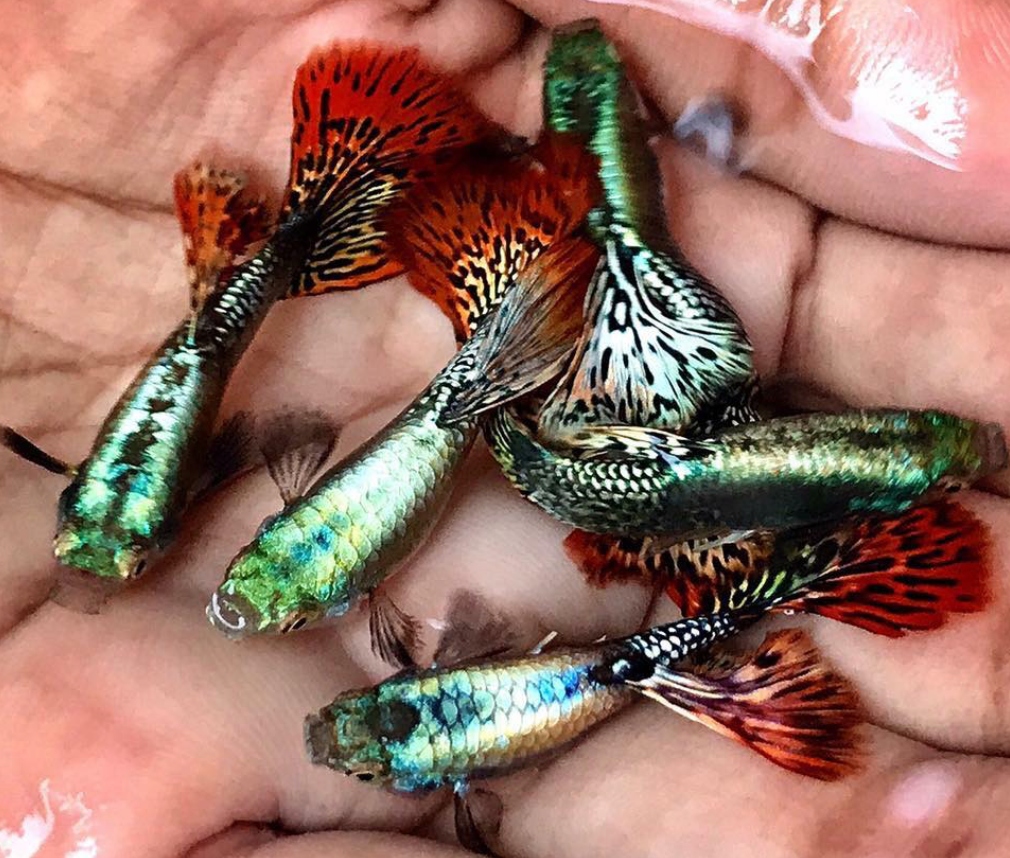 (LTG-024) Red Tiger Halfmoon Mosaic Thai Fancy Guppy