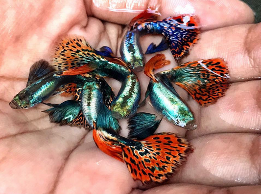(LTG-012) Red Mosaic Dumbo Ear Thai Fancy Guppy