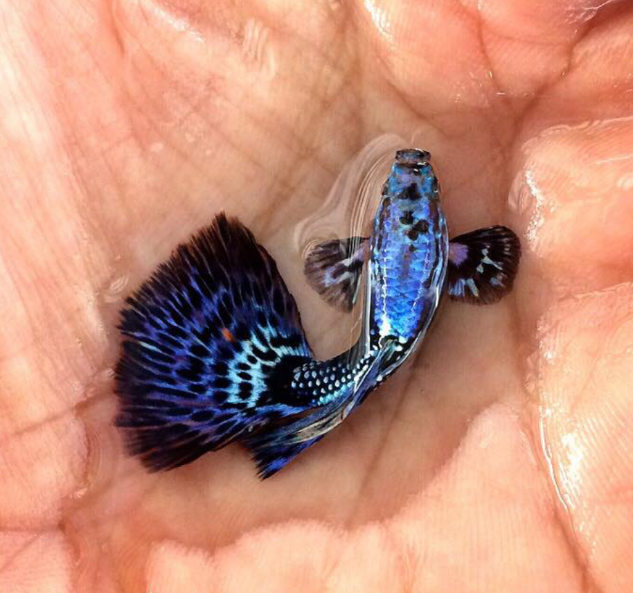 (LTG-010) Big Ear Lavander Mosaic Thai Fancy Guppy