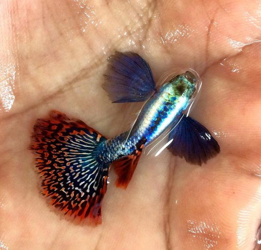 (LTG-012) Red Mosaic Dumbo Ear Thai Fancy Guppy