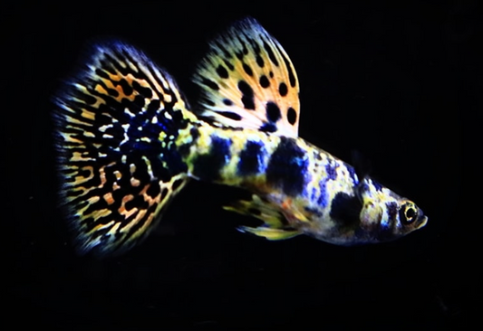 (LTG-023) Yellow Tiger King Cobra Thai Fancy Guppy