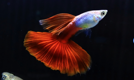 (LTG-029) Silverado Red Tail Thai Fancy Guppy