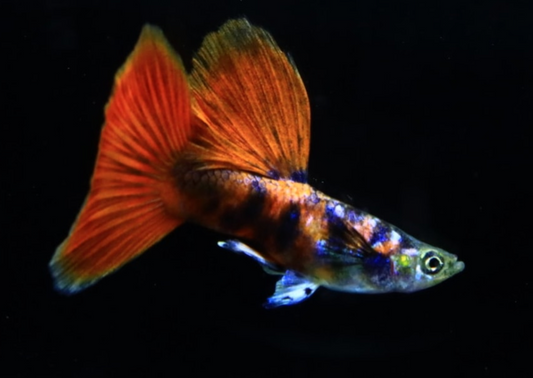 (LTG-039) Black Red Tiger Guppy Thai Fancy Guppy