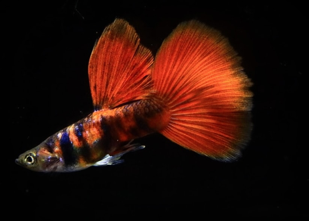 (LTG-039) Black Red Tiger Guppy Thai Fancy Guppy