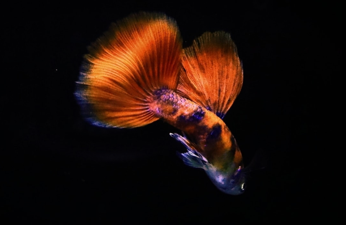 (LTG-039) Black Red Tiger Guppy Thai Fancy Guppy