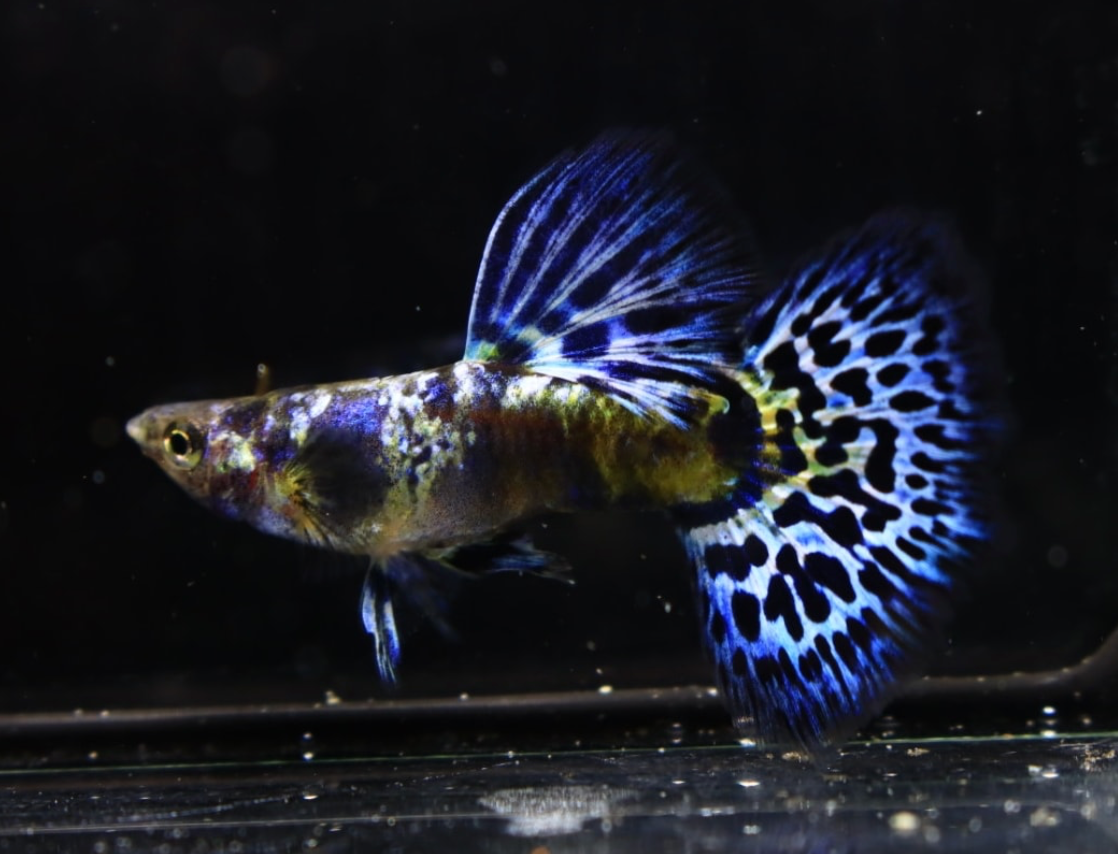 (LTG-036)  Blue Tiger King Cobra Thai Fancy Guppy