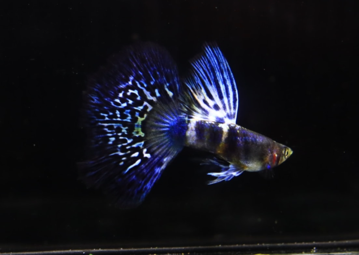 (LTG-036)  Blue Tiger King Cobra Thai Fancy Guppy