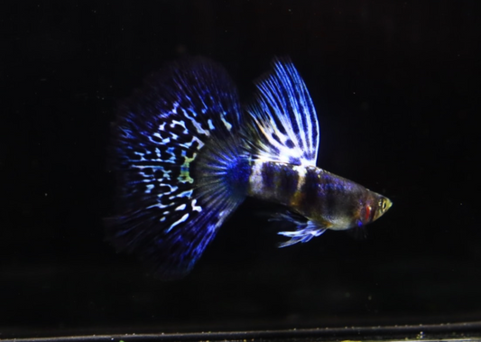 (LTG-036)  Blue Tiger King Cobra Thai Fancy Guppy