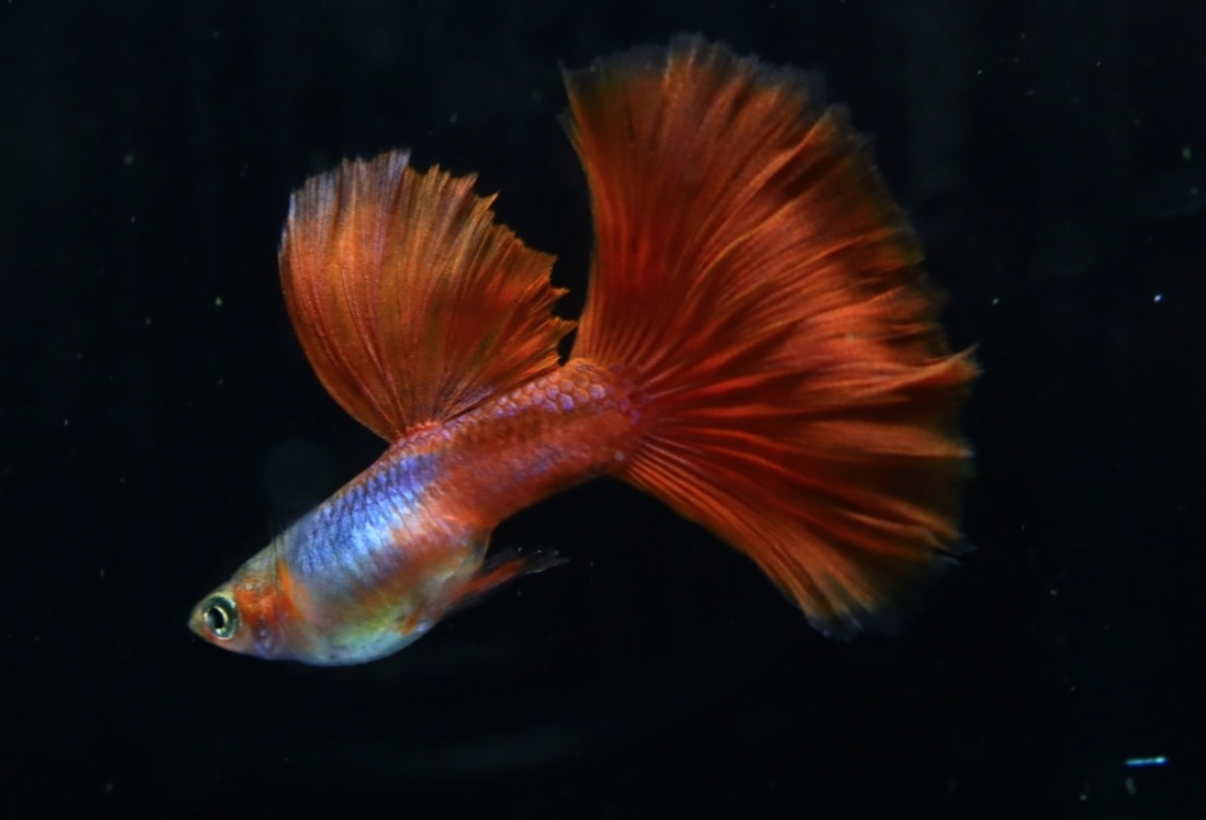 (LTG-029) Silverado Red Tail Thai Fancy Guppy