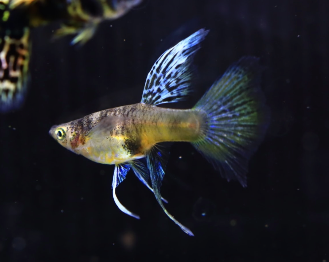 (LTG-036)  Blue Tiger King Cobra Thai Fancy Guppy