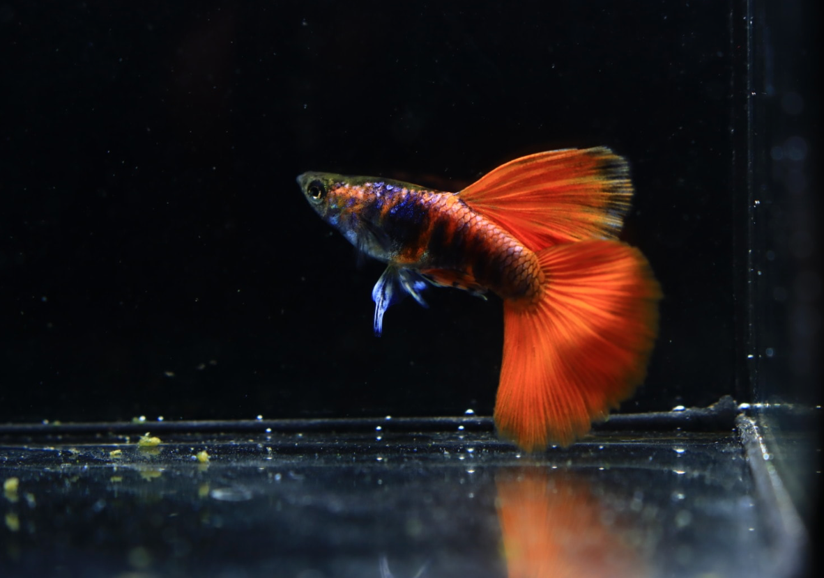 (LTG-039) Black Red Tiger Guppy Thai Fancy Guppy