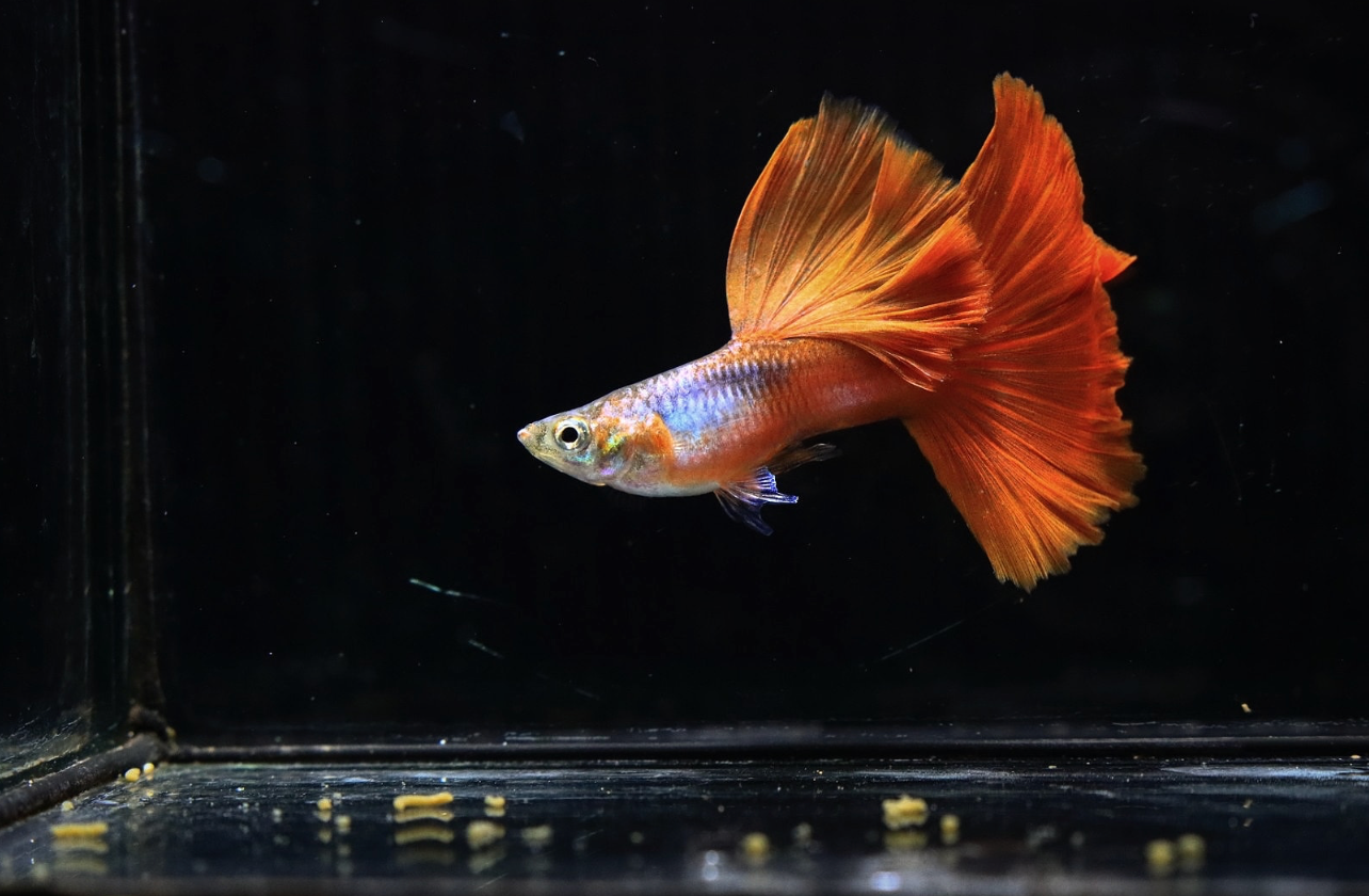 (LTG-031) Blue Lazuri Red Tail  Thai Fancy Guppy