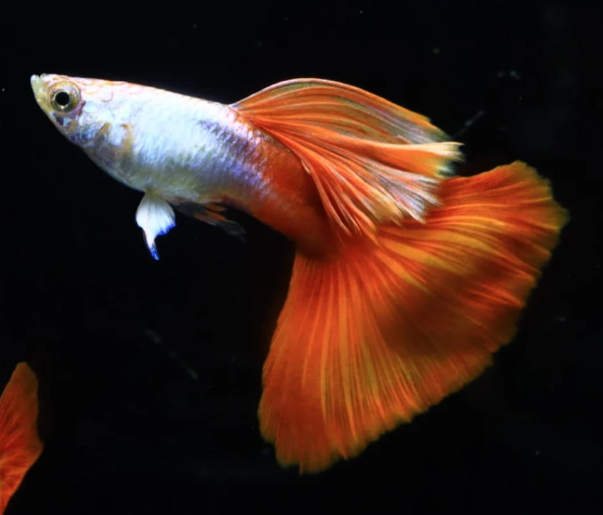 (LTG-029) Silverado Red Tail Thai Fancy Guppy