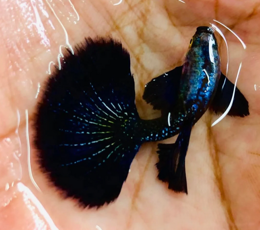 (LTG-009) Dumbo Ear Dark Platinum Purple Thai Fancy Guppy