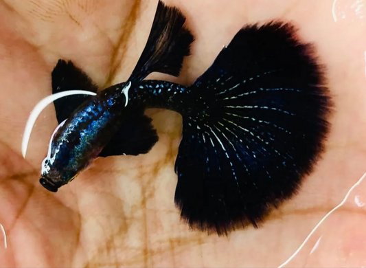 (LTG-009) Dumbo Ear Dark Platinum Purple Thai Fancy Guppy