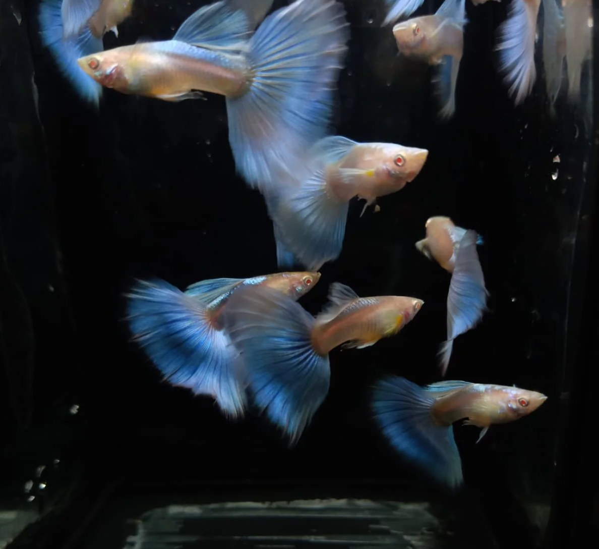 (LTG-003) Albino Blue Big Tail Thai Fancy Guppy
