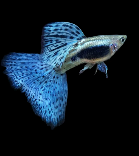 (LTG-011) Blue Grass Thai Fancy Guppy