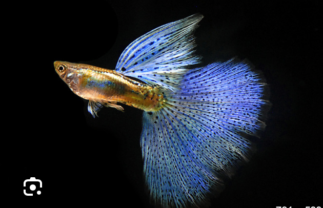 (LTG-011) Blue Grass Thai Fancy Guppy