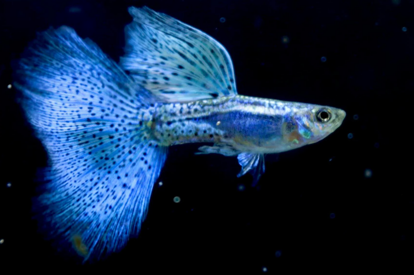 (LTG-011) Blue Grass Thai Fancy Guppy