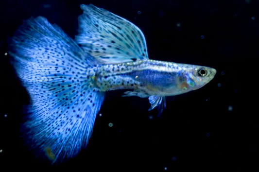 (LTG-011) Blue Grass Thai Fancy Guppy