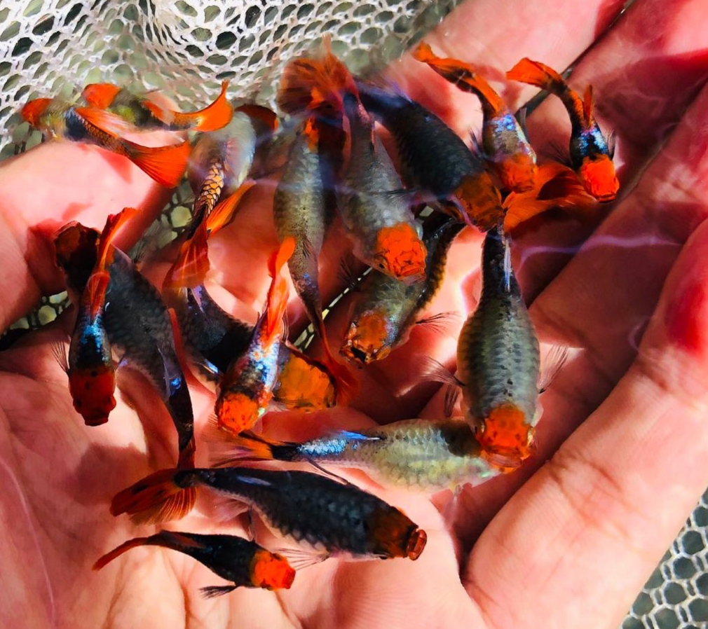 (LTG-017) Koi Tuxedo Thai Fancy Guppy