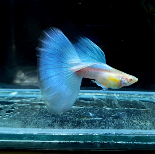 (LTG-003) Albino Blue Big Tail Thai Fancy Guppy