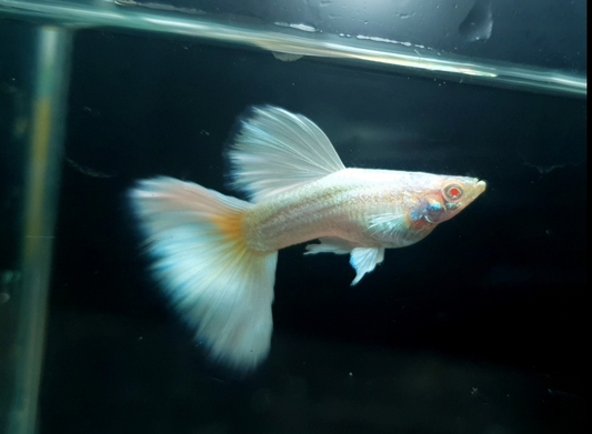 (LTG-002) Albino Full White Thai Fancy Guppy