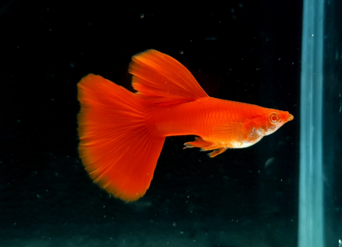 (LTG-001) Albino Super Red Thai Fancy Guppy
