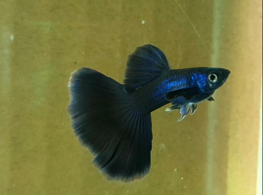 (LTG-007) Black Moscow Thai Fancy Guppy
