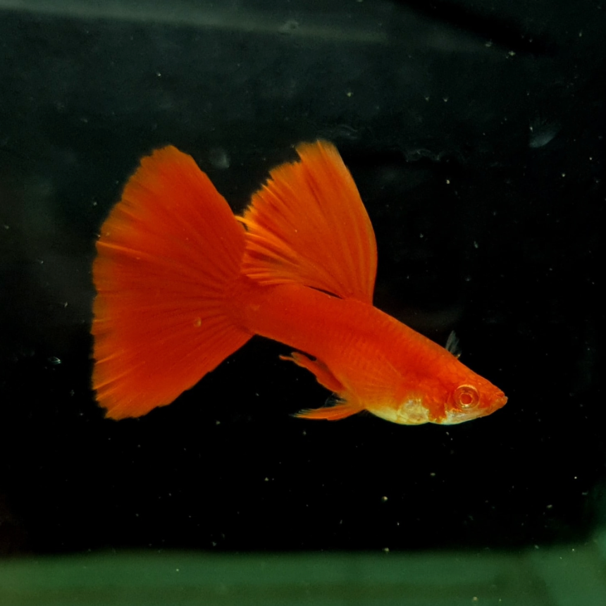 (LTG-001) Albino Super Red Thai Fancy Guppy