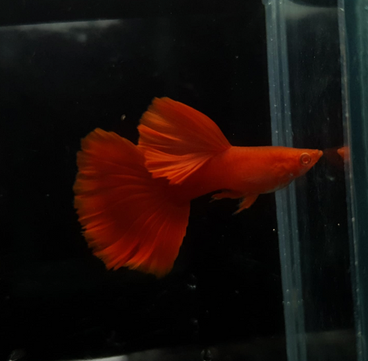 (LTG-001) Albino Super Red Thai Fancy Guppy