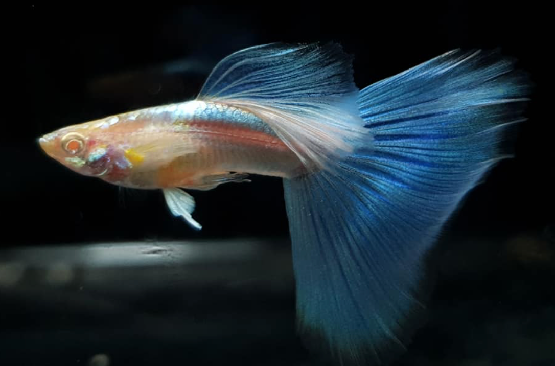 (LTG-003) Albino Blue Big Tail Thai Fancy Guppy