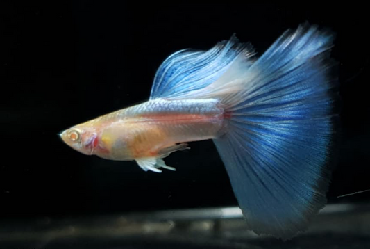 (LTG-003) Albino Blue Big Tail Thai Fancy Guppy