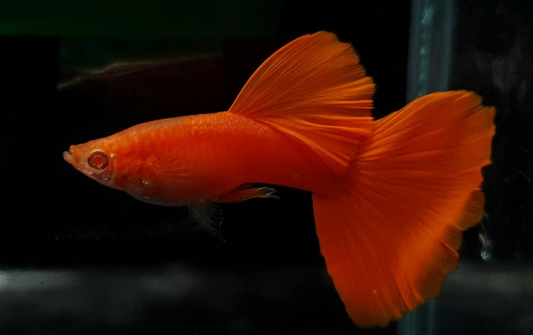 (LTG-001) Albino Super Red Thai Fancy Guppy